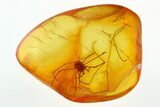Detailed Fossil Daddy Long-Leg in Baltic Amber #292398-1